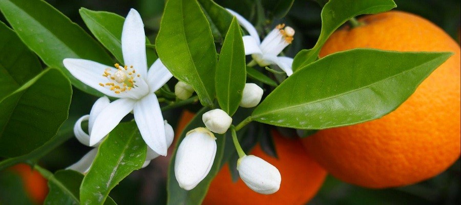 Eau de Fleur d'Oranger Naturelle de Tunisie