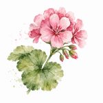 Note de Coeur