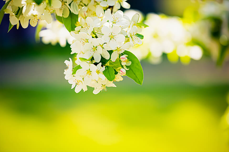 FLORALES