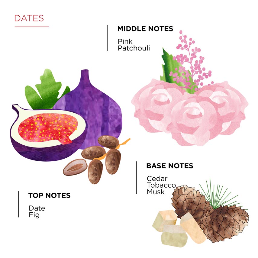 Olfactory pyramid Dates