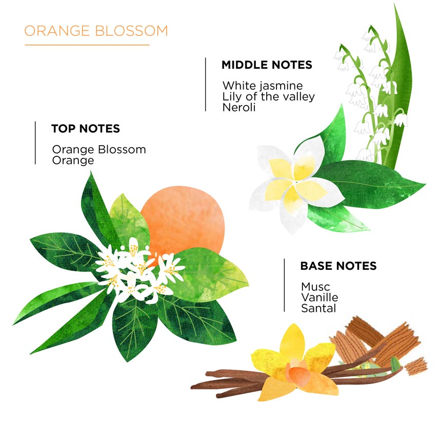 Olfactory pyramid Orange Blossom