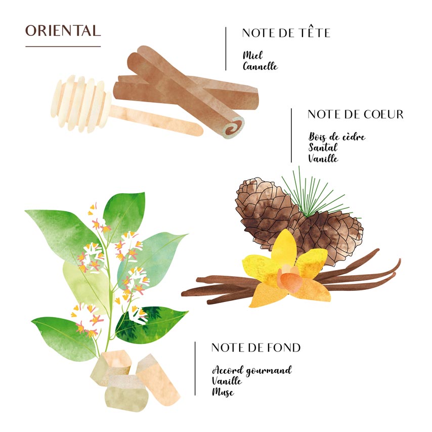 Pyramide olfactive Oriental
